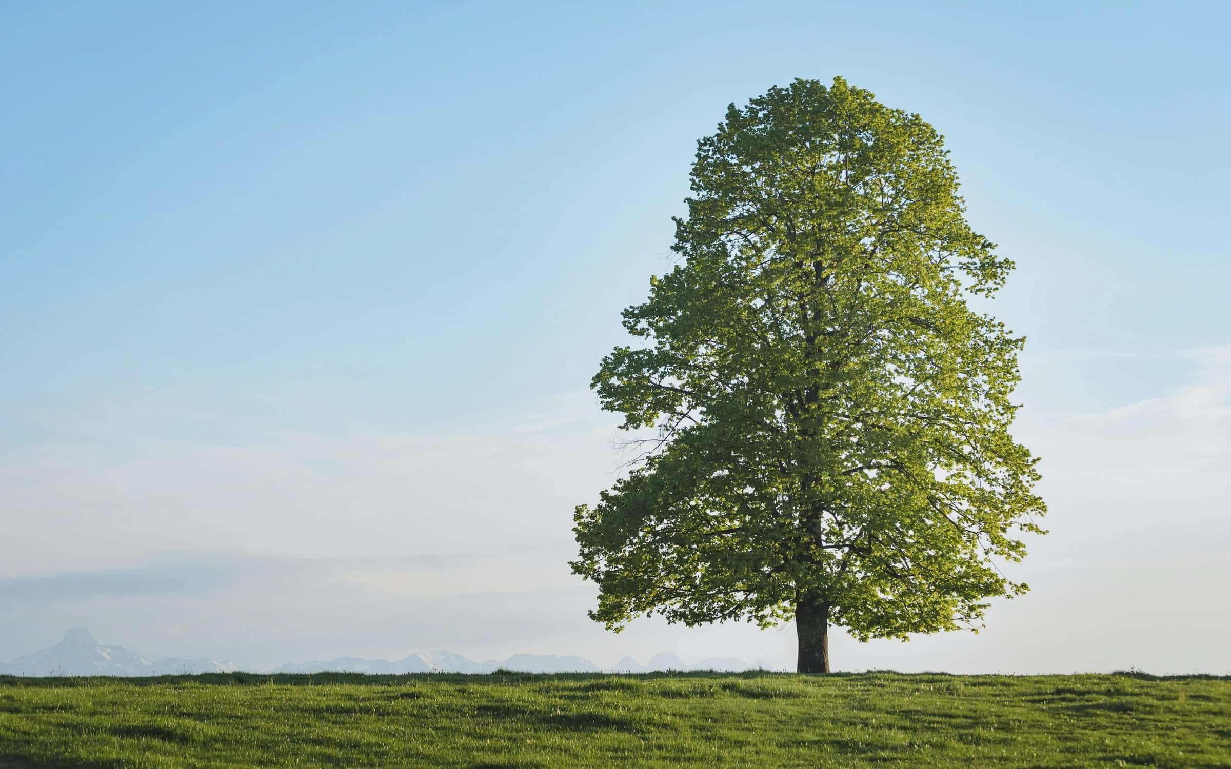 A single broad-leaved tree on a grassy ridge in evening sun, under a pale sky.