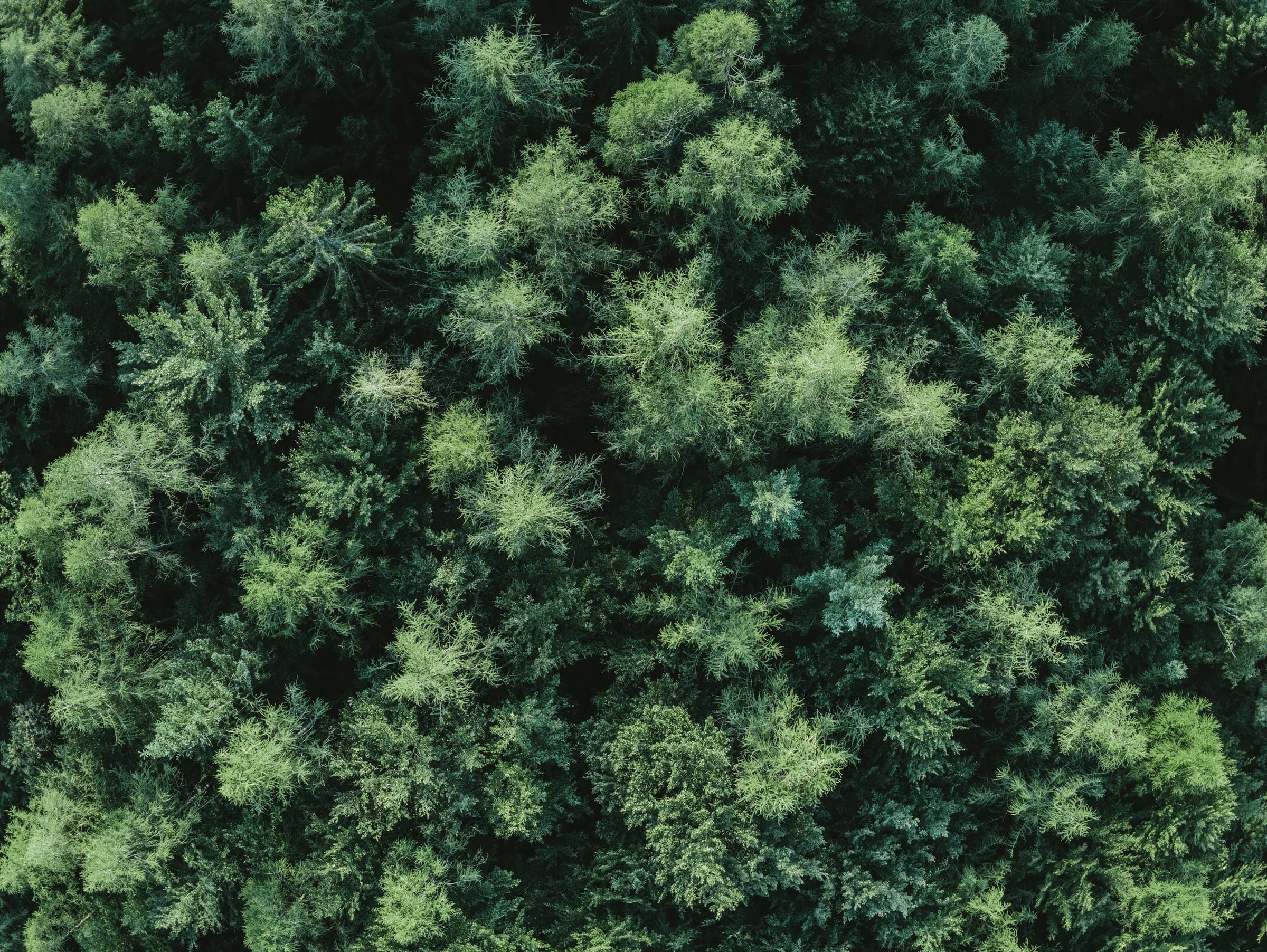 An aerial view of a dense green conifer forest canopy.